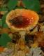 Fungi: Fly Agaric (Amanita muscaria)